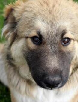 Arika sucht ihre eigenes Zuhause - Dittelbrunn