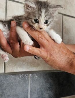 XXL Maincoon - Schwarzach (Bayern)