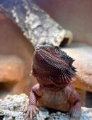 Bartagam Super Monster Red (inkl. Terrarium) in 50667