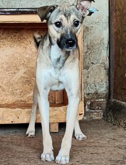 Mike sucht seine Menschen 🐾 - Elsdorf (Nordrhein-Westfalen)