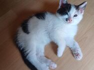 Süße Main Coon - BKH Mischlinge zu verkaufen! - Straubing