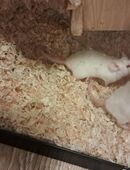 2 süße zahmen Mäuse in 06108