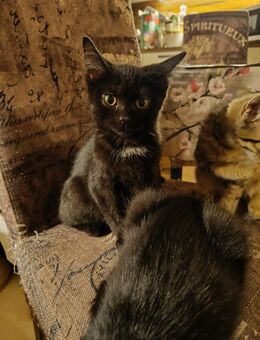 BKH Mix Kaetzchen suchen Dosenöffner - Kolkwitz