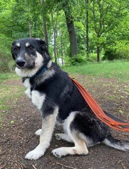 Xylo 💖 Gnadenplatz gesucht - Sindelfingen