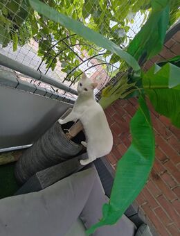 Edle weiße Katze mit strahlend gelben Augen ❤️ ❤️❤️ - Südlohn