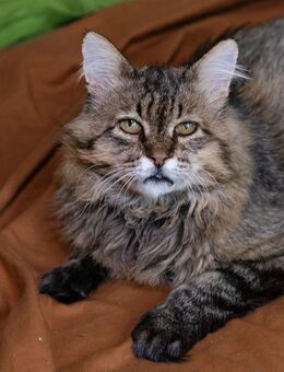 Riesengroß Kater Leonard - Berlin