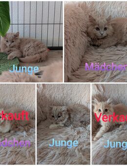 Britisch Langhaar Kitten - Leipzig