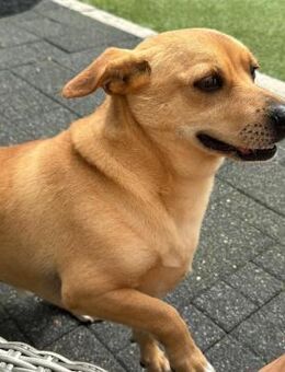 DANNY - ein Juwel zum Verlieben! - Velbert