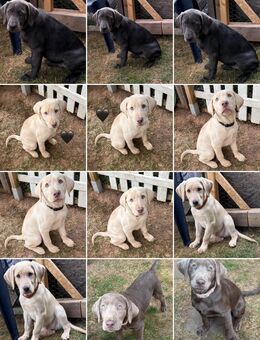 Reinrassige Labrador Welpen mit Ahnentafel silber und weiß, charcoal - Bad Wildungen