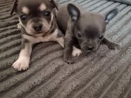 2 süße Chihuahua Welpen Rüden - Herzberg (Elster)