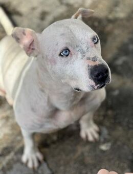 Ettore sucht seine Menschen - Fronreute