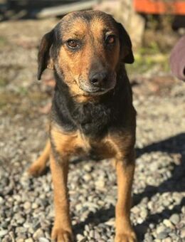 Lora 💗 ruhige, so sanftmütige Hündin - Hamburg