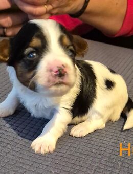 Biewer Yorkshire Terrier Welpen - Kerken