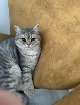 BKH KATZE 6 MONATE ALT - Stolberg (Rheinland, Kupferstadt)