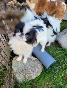 Japan Chin Welpe (m) abzugeben - Höhenland