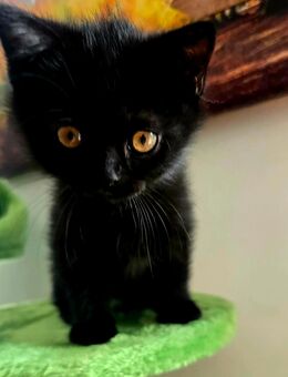 Bkh kitten Black Chokolade 2 kater schwarz mit schokolade stich orange augen ab 31.07 abholbereit - Neuendettelsau