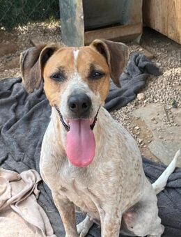 CHIARA sucht ihr Für immer Zuhause - Völklingen