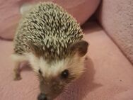 Afrikanische Igel - Leipzig
