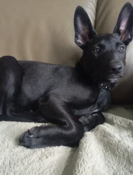 Malinois Welpen Belgischer Schäferhund - Mönchengladbach