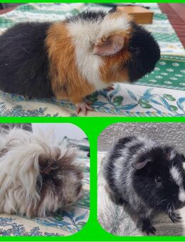 Meerschweinchen Gruppe US Teddy Lunkarya - Kaarst