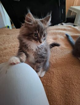 Maine Coon Kitten - Höchenschwand