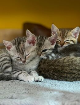 Zuckersüße Kitten BKH-Mix - Florstadt
