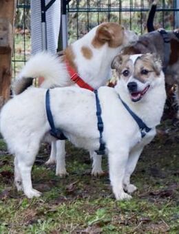 Nacho, klug, verspielt, kinderlieb - Westerholt