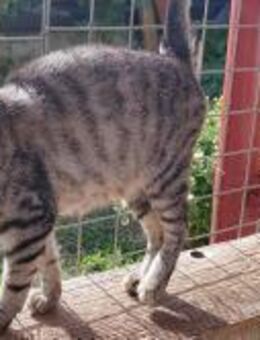Aisha kleine Katze, großes Herz - Geilenkirchen