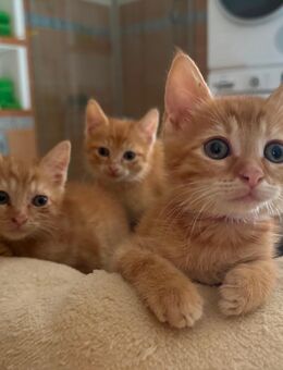 Süße kleine rote Kitten suchen liebevolle neue Eltern - Petershagen (Eggersdorf)