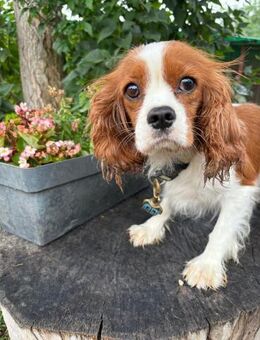 Bella, zauberhafte Hündin - Köln
