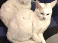 DENIS & BELL - zwei weiße Schmusekatzen - Kempen