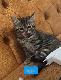 Perser Mix Kitten - Pfaffenhofen (Ilm)