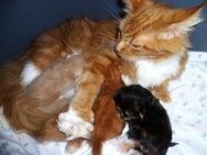 Reinrassige Maine Coon 3 Kater + 1 Glückskatze - Dassow