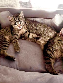 2 Kitten Norwegisch-/Sibirischer Waldkatzen-Mix - Bad Dürrenberg