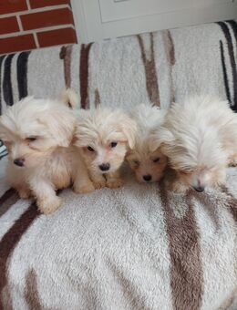 Malteser - Haren (Ems)