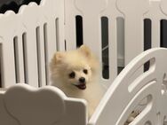 Pomeranian Zwergspitz mit Heimtierausweis sucht liebevolles Zuhause - München Moosach