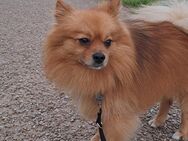 Zwergspitz BENNY sucht Kuschel-Zuhause - Erkelenz