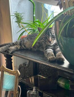 Bengal Katerchen - Wiesbaden Rheingauviertel