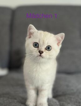 BKH-Mädchen in Whiskas-Optik – weiß-grau-beige mit blauen Augen - Trossingen Zentrum