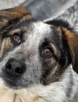 Hawkey sucht liebe Menschen - Neuhausen (Fildern)