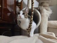 🐱❤️ liebevolle, verspielte Odette 🐱❤️ - Eislingen (Fils)