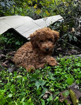 Zwergpdel Welpen - Plauen