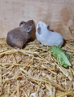Cuy Meerschweinchen Babys Mädchen suchen 🩷 - Duisburg