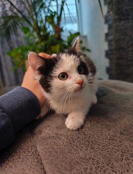 🐾 Verspielter Katerchen sucht ab dem 8. November ein liebevolles Zuhause - Fichtenau