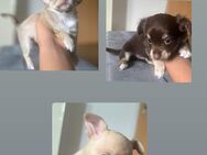 noch Drei süße Chihuahua-Welpen suchen ein liebevolles Zuhause - Weyerbusch