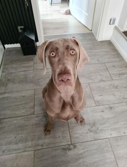 Weimaraner Rüde 9 Monate alt - Neumünster