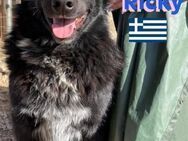 Ricky, ruhig,sozial sucht Zuhause - Heppenheim (Bergstraße)