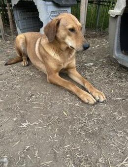 Zuhause/Pflegestelle gesucht für Debby - Miesbach