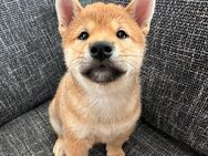 REINRASSIGE SHIBA INU WELPEN - Soest