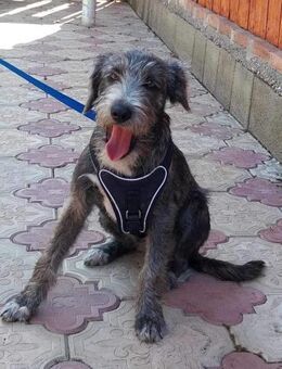 Puffy von kettenlos - Bollingstedt